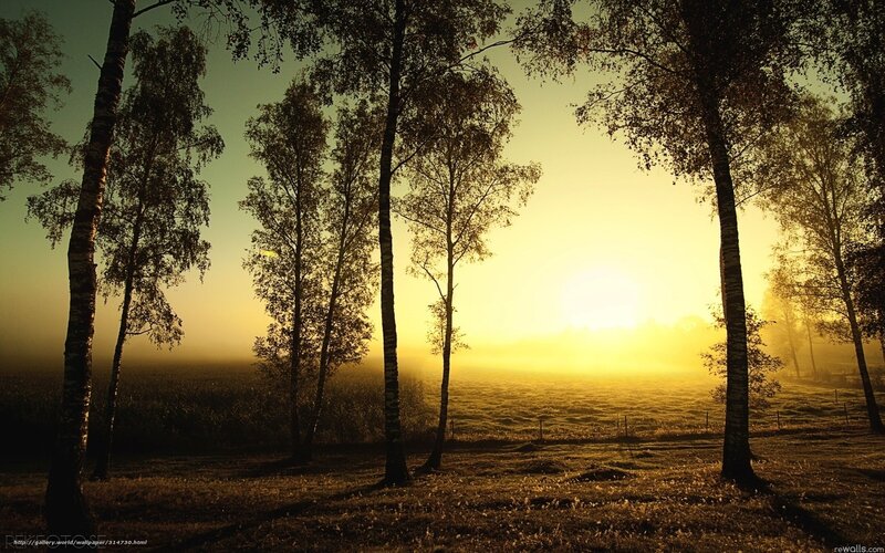 Birch Trees at Sunrise — Yellow