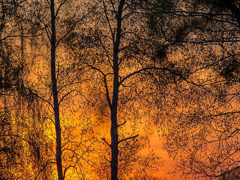 Birch Trees at Sunset — Orange, Dramatic