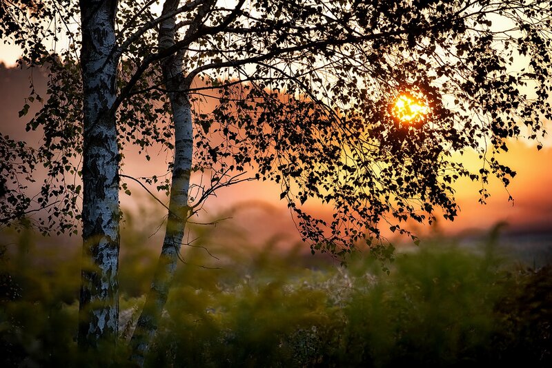 Birch Trees at Sunset — Orange, Serene, Photograph