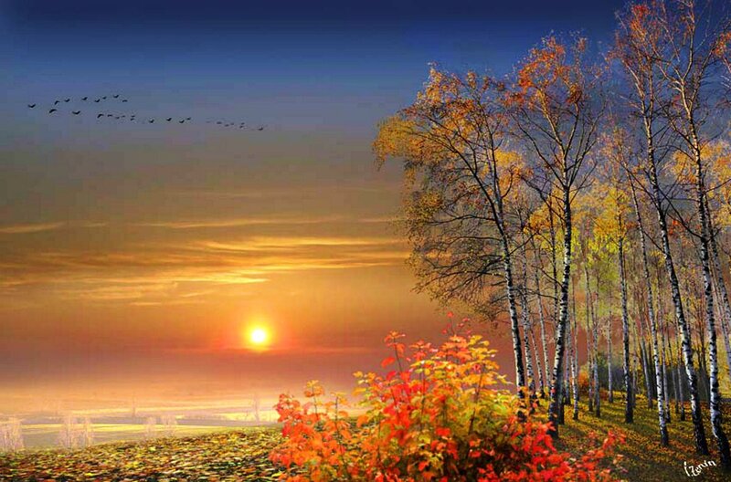 Birch Trees at Sunset — Orange, Serene