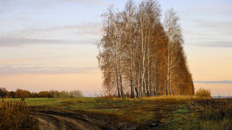 Birch trees at sunset