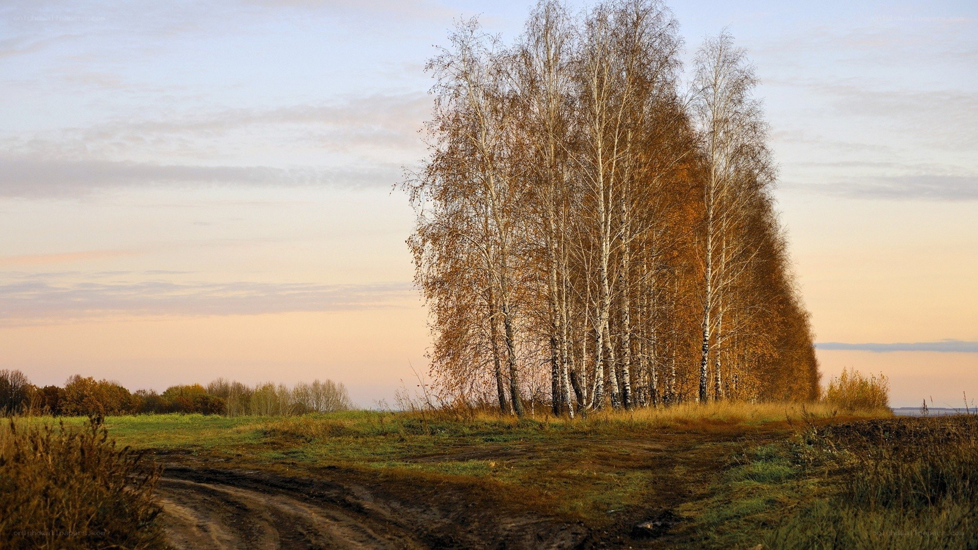 Birch trees at sunset