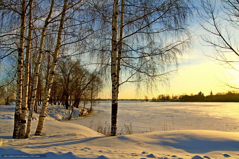 Birch trees by a frozen river