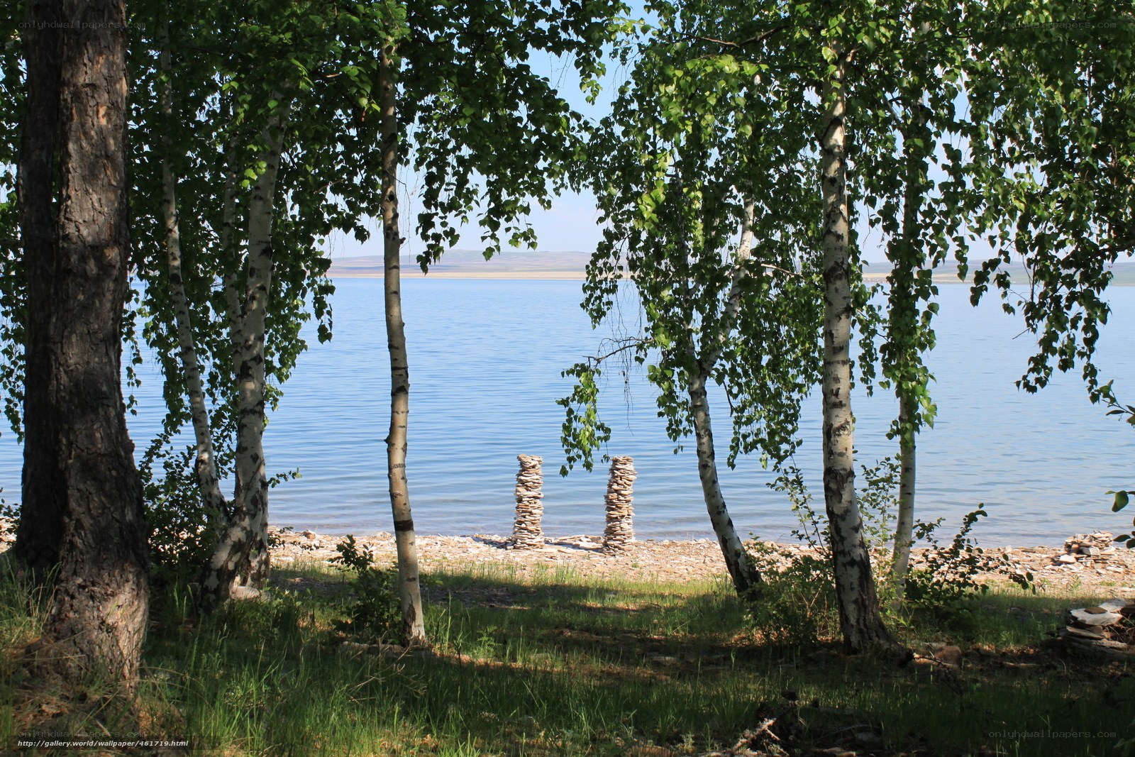 Birch trees by a lake