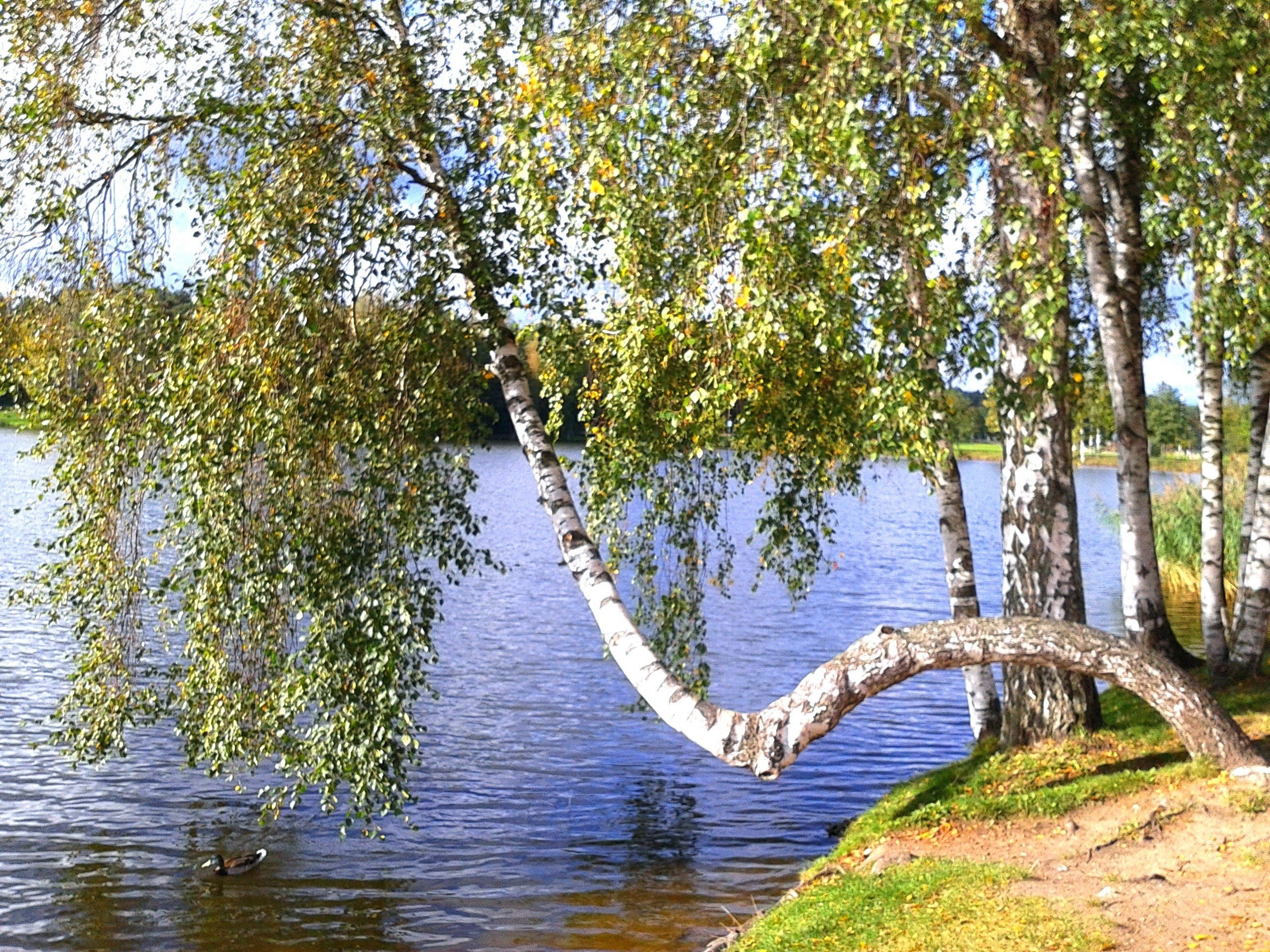 Birch trees by a lake