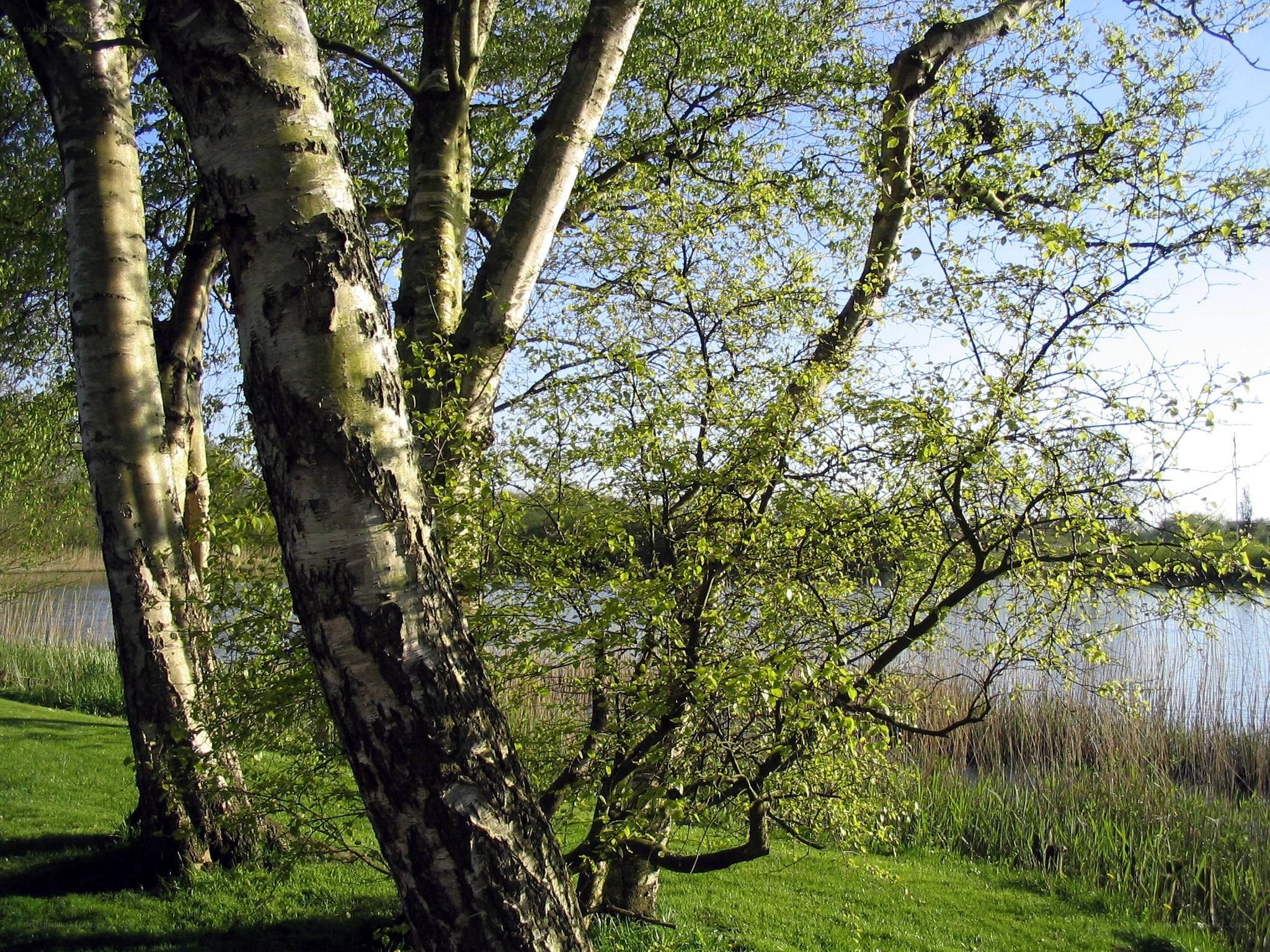 Birch trees by a lake