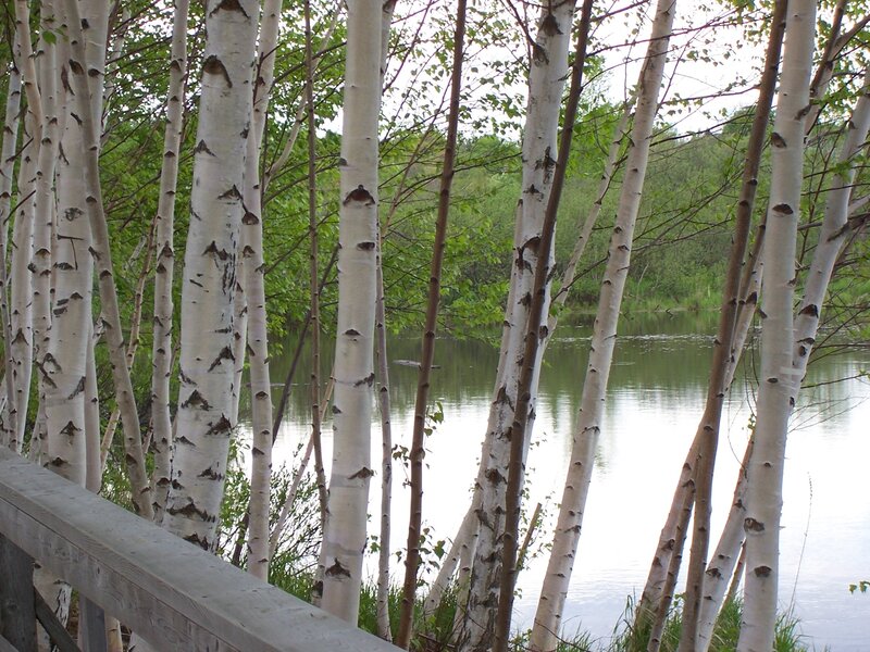 Birch trees by a lake