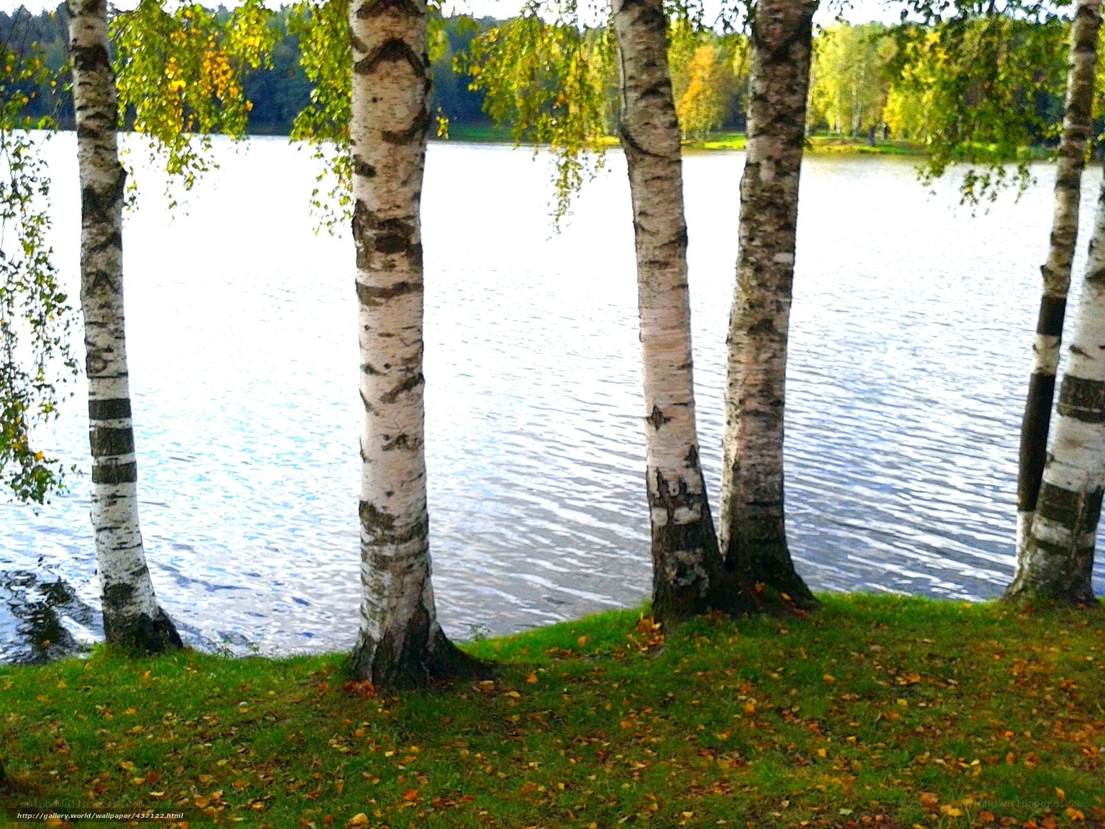 Birch trees by a lake