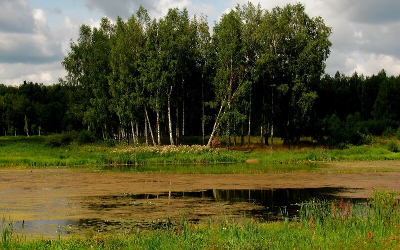 Birch trees by a pond
