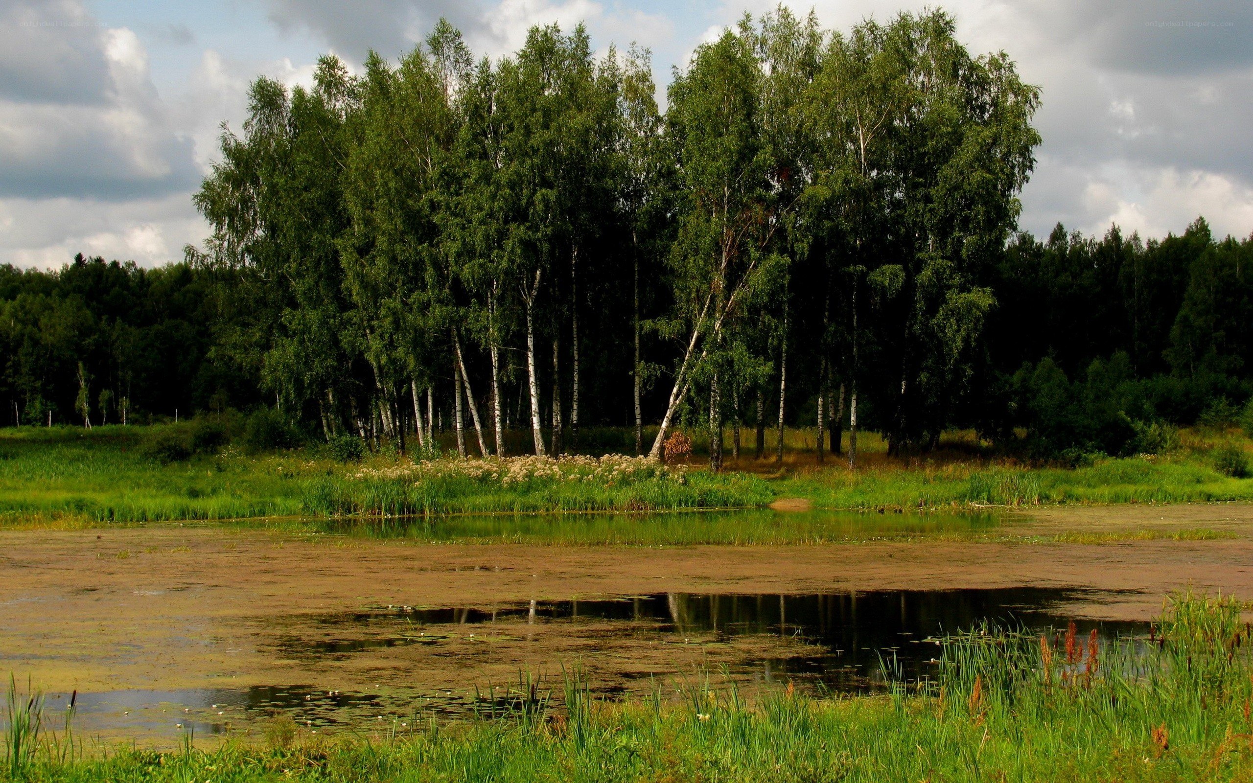 Birch trees by a pond