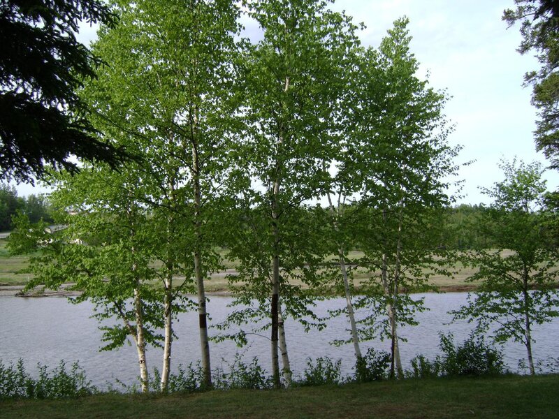 Birch trees by a river