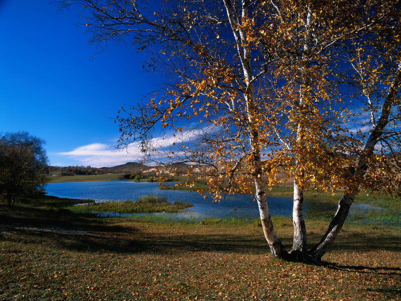 Birch Trees by Lake — Blue, Serene, Autumn