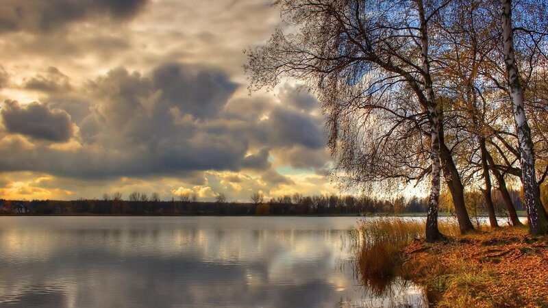 Birch Trees by Lake — Brown