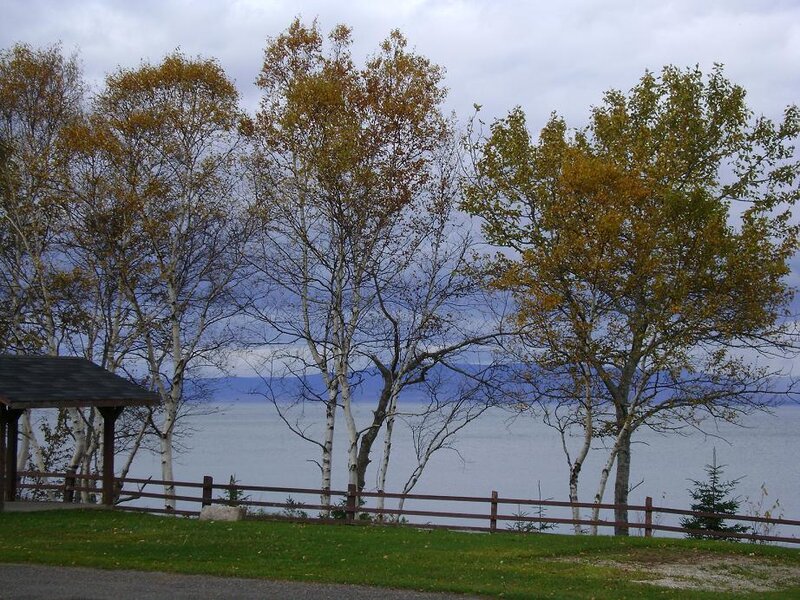 Birch Trees by Lake — Green, Calm