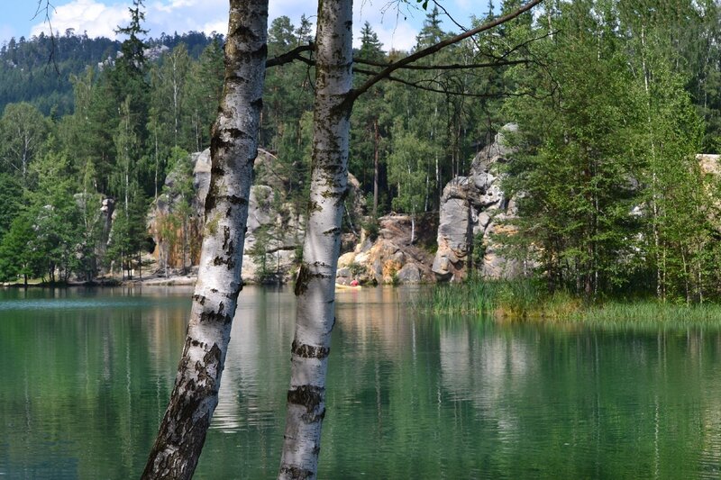 Birch Trees by Lake — Green, Serene, Afternoon, Photograph, Forest