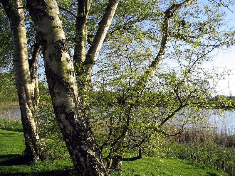 Birch Trees by Lake — Green, Serene, Afternoon, Photograph, Grass, Sky