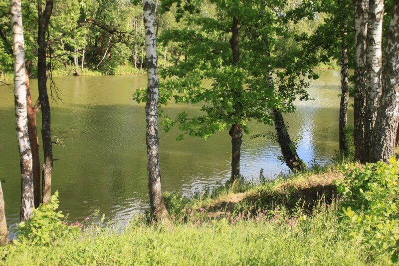 Birch Trees by Lake — Green, Serene, Afternoon, Photograph, Grass