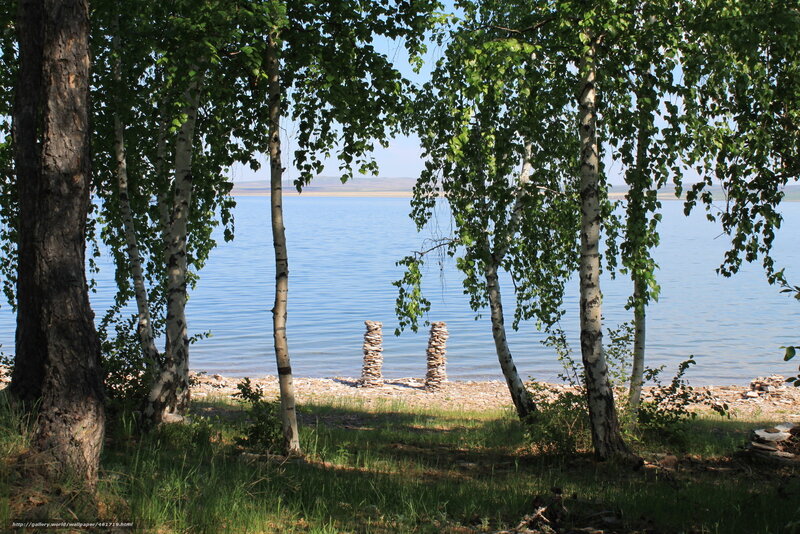 Birch Trees by Lake — Green, Serene, Afternoon, Photograph, Rocks