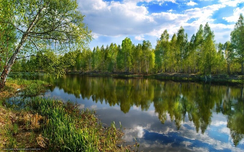 Birch Trees by Lake — Green, Serene, Afternoon, Photograph, Sky, Clouds