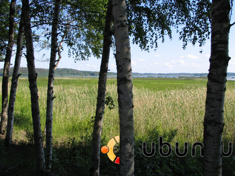 Birch Trees by Lake — Green, Serene, Afternoon