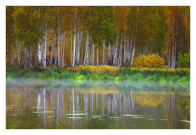 Birch Trees by Lake — Green, Serene, Autumn