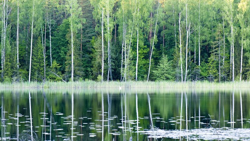 Birch Trees by Lake — Green, Serene, Summer, Photograph