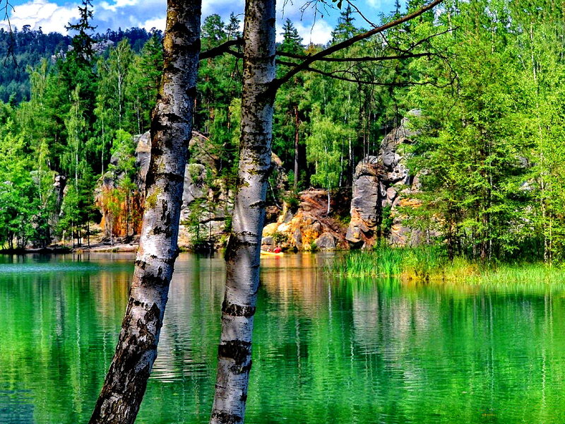 Birch Trees by Lake — Green, Serene, Summer