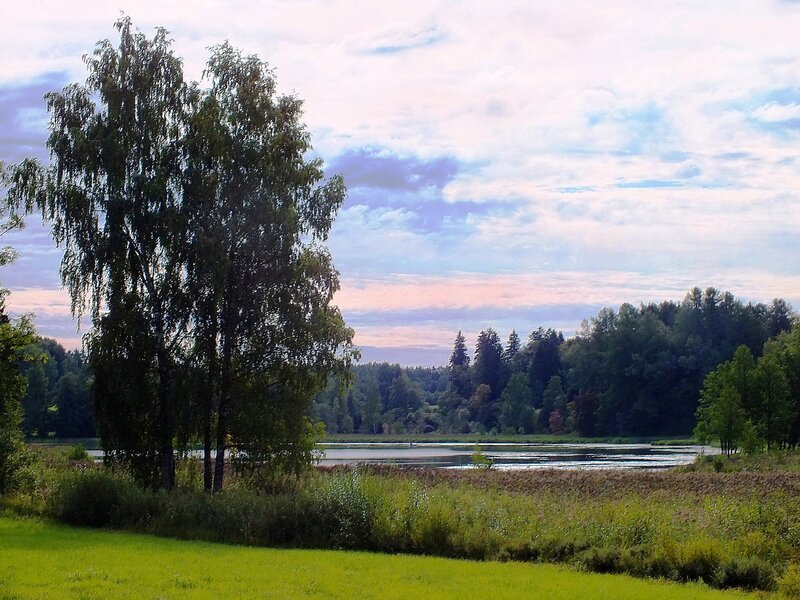 Birch Trees by Lake — Green, Serene, Sunset