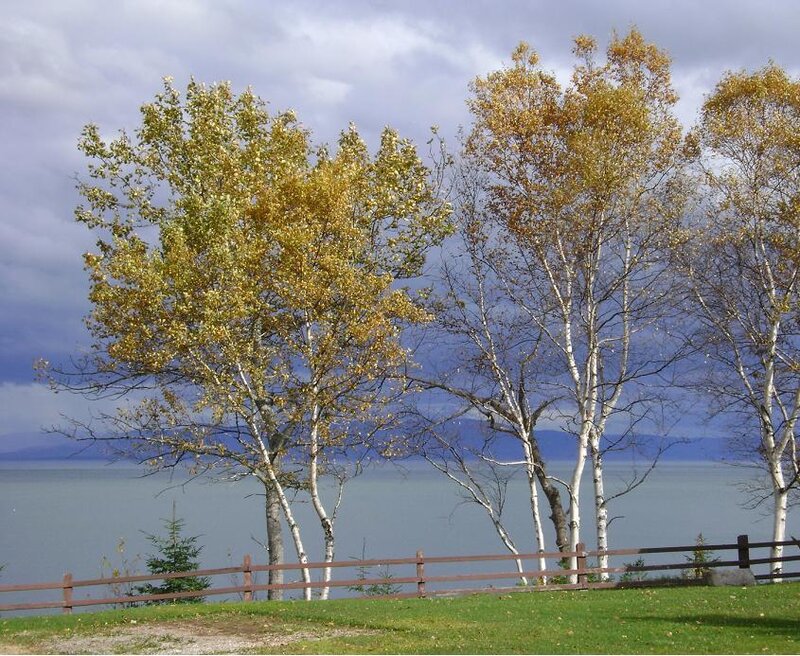 Birch Trees by Lake — Green, Serene
