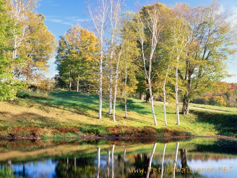 Birch Trees by Lake — Green