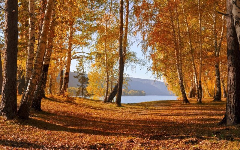 Birch Trees by Lake — Orange, Serene, Autumn