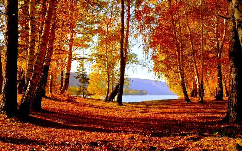 Birch Trees by Lake — Orange, Serene