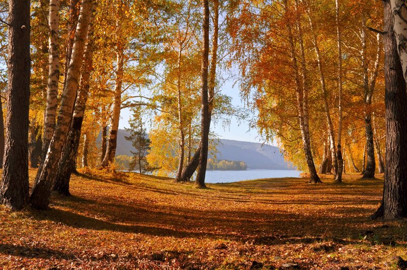 Birch Trees by Lake — Orange