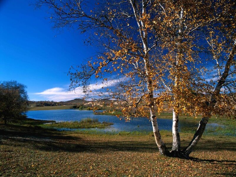 Birch Trees by Lake
