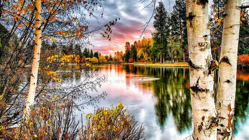 Birch Trees by Lake — White, Serene, Sunset, Photograph