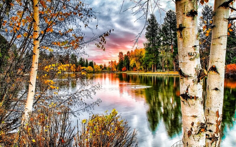 Birch Trees by Lake — White, Serene, Sunset