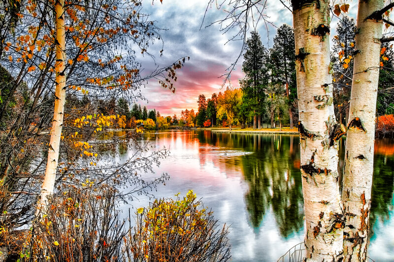 Birch Trees by Lake — White, Serene