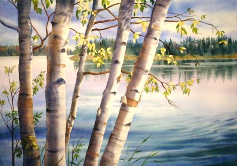 Birch Trees by Lake — White