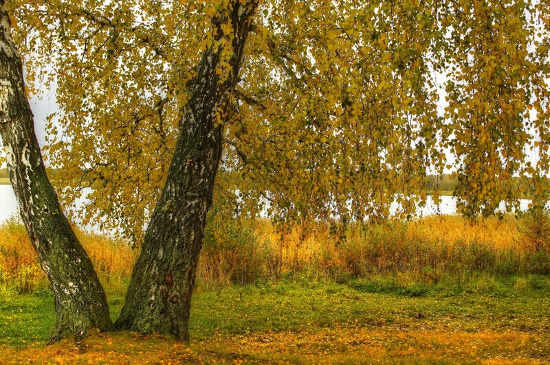 Birch Trees by Lake — Yellow, Serene, Autumn, Photograph, Grass