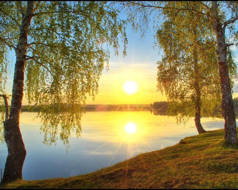 Birch Trees by Lake — Yellow, Serene