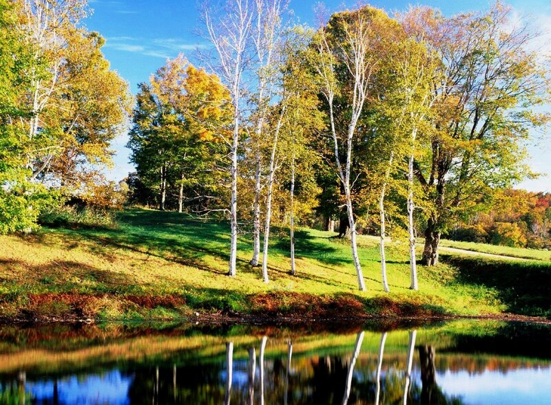 Birch Trees by Pond — Green, Serene, Autumn, Photograph, Grass, Sky