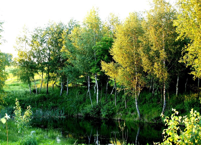 Birch Trees by Pond — Green