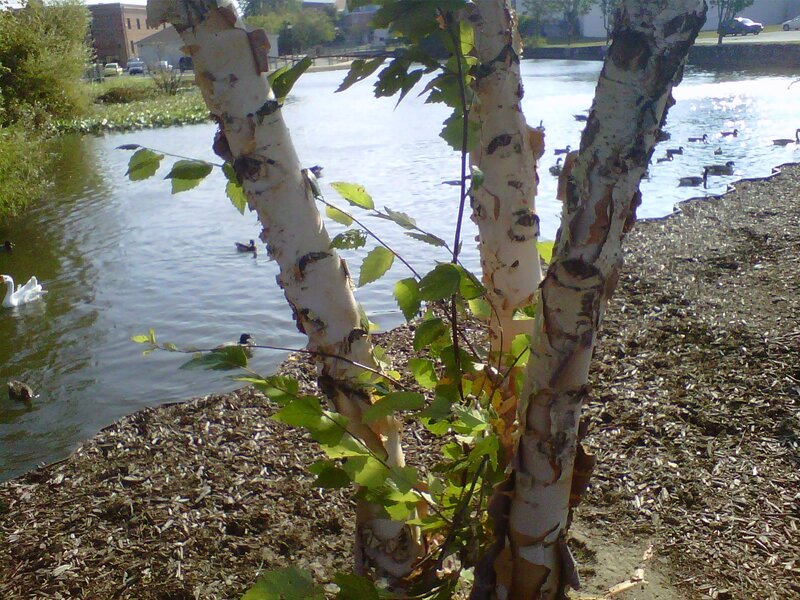 Birch Trees by Pond