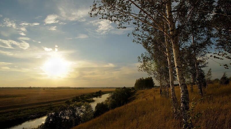 Birch Trees by River — Blue, Serene