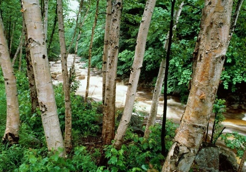 Birch Trees by River — Green, Serene