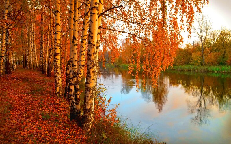 Birch Trees by River — Orange, Serene, Autumn, Photograph