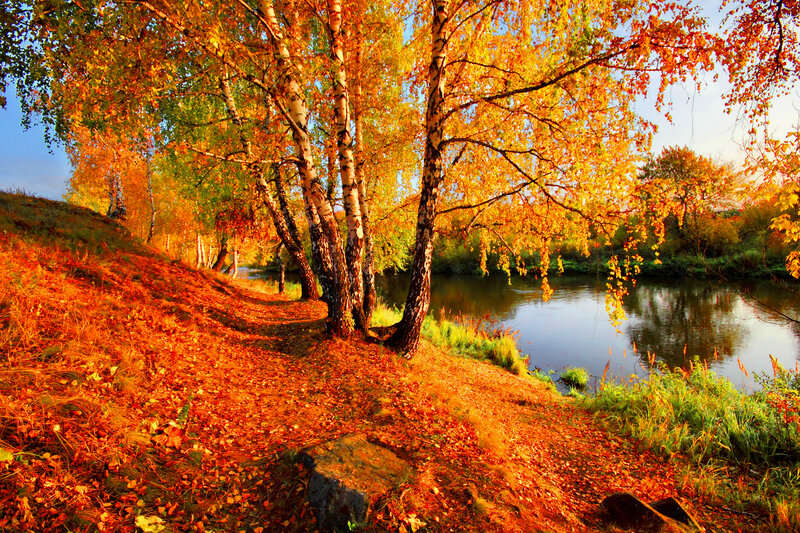 Birch Trees by River — Orange, Serene, Autumn