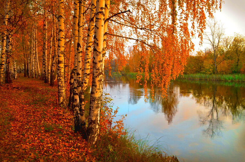 Birch Trees by River — Orange, Serene