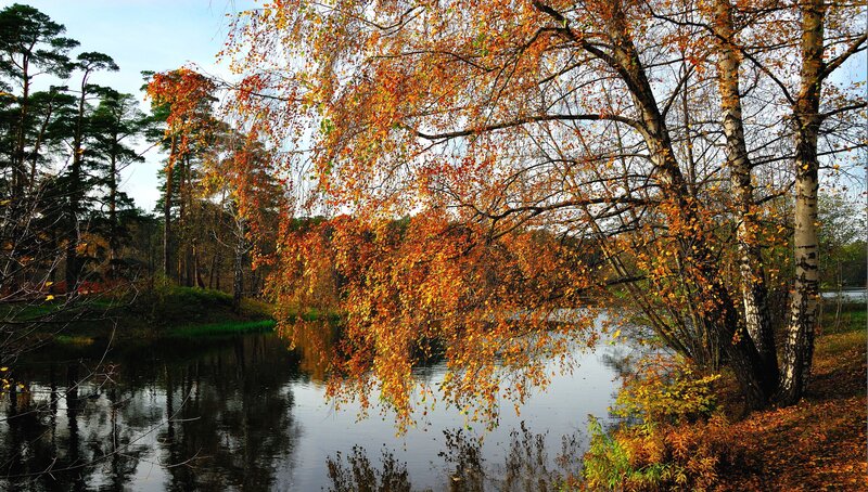 Birch Trees by River — Orange