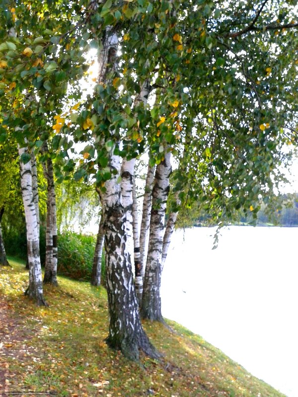 Birch trees by the lake